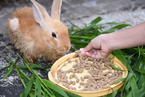 tavşan beslemek