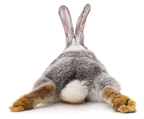 Tavşanlarda İshal Görülürse Ne Yapılmalı?