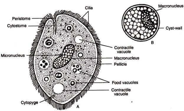 tek hücreli parazitler ile ilgili çizim