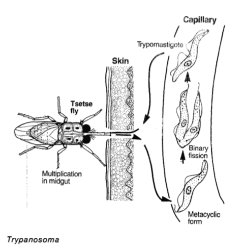 çeçe sineğinin tripanozom bulaştırması