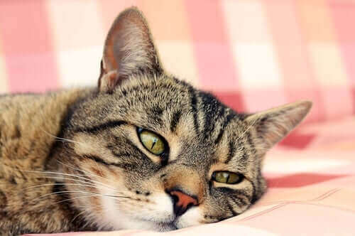 Halsizlik kedilerde anemi durumun gösteren bir semptom.