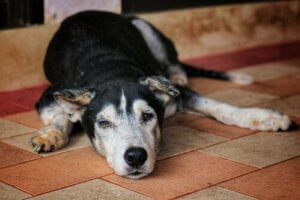 Köpeklerde kireçlenme semptomları