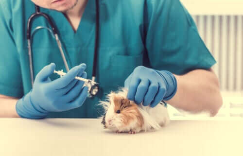 veteriner tedavisi gören domuz