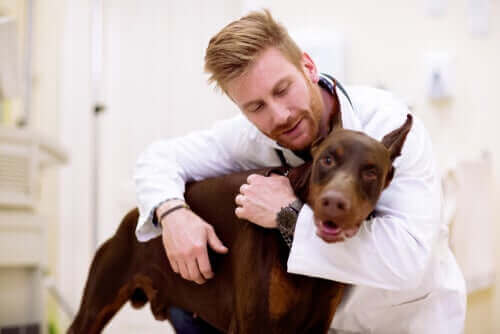 köpeğe sarılan doktor