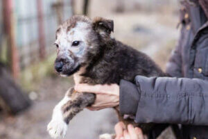 Yavru Köpeklerde Mantar: Tanı ve Tedavi
