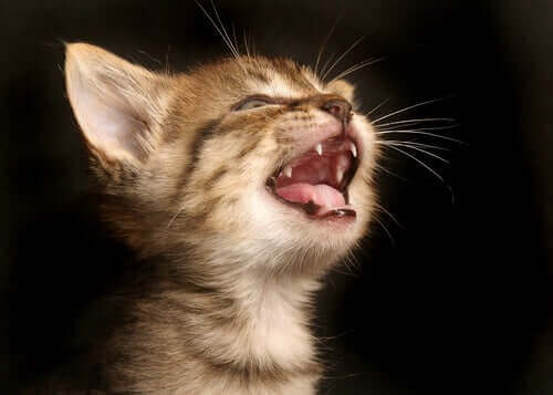 miyavlayan kedi