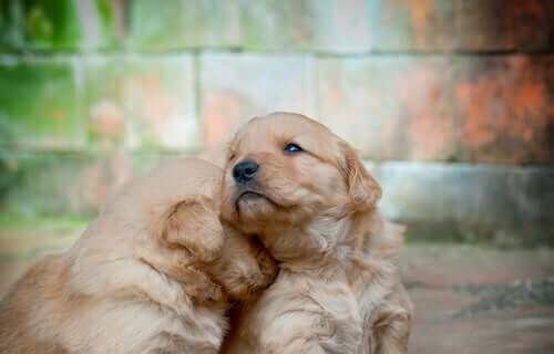 köpeklerde gözyaşı