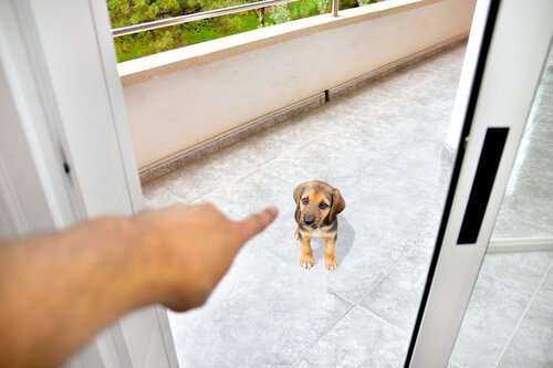 yavru köpeği suçlamak