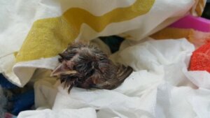 Yerde Yavru Bir Kuş Görünce Ne Yapmalısınız?