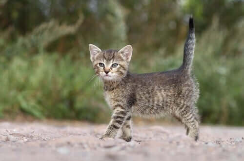 kedi kuyruğunun dili