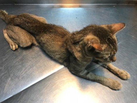 aşırı zayıf kedi