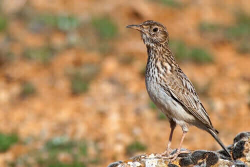 küçük tarla kuşu ve vahşi doğa