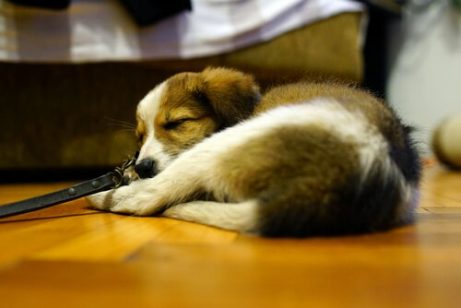 zeki hayvanlar köpekler