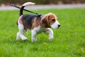 Bölgenizde Köpek Gezdirme Kuralları