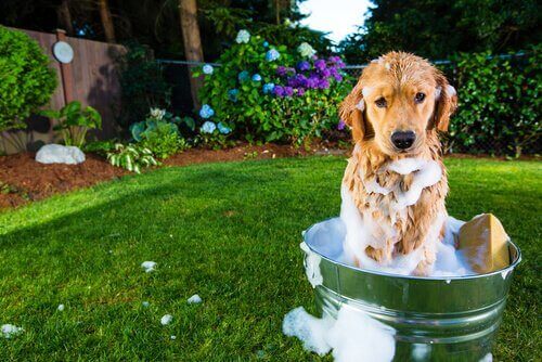 Köpek kovada banyo yapıyor