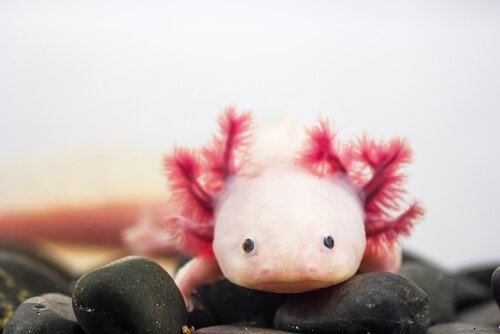 pembe yanaklı aksolot