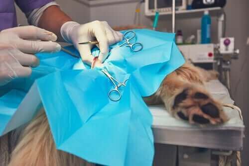ameliyat olan köpek ve köpeklerde hemanjiyosarkom