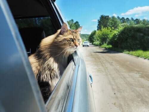 araba camından bakan kedi