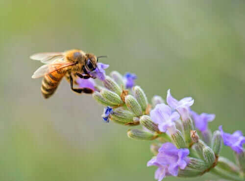 çiçekten bal alan arı