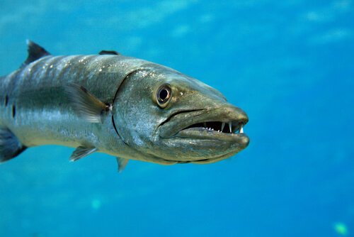 Barakuda: Saldırgan ve Öngörülemez Bir Balık