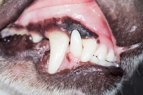 beyaz köpek dişleri ve köpeklerde diş eti problemleri