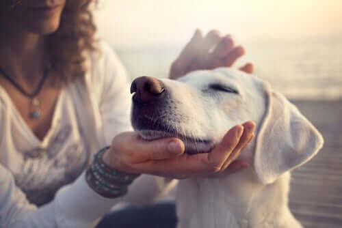 Bilimsel Çalışmalar ve Köpeklerin Özel Yetenekleri