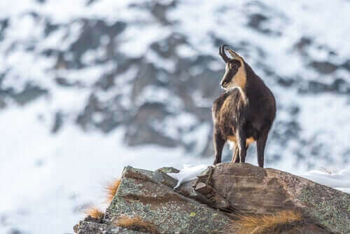 dağda gezen keçi aşağı bakıyor