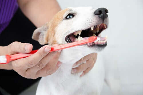 Köpeğin Dişlerini Fırçalamak – Yaygın Yapılan 6 Hata
