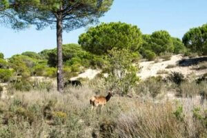 Natura 2000 Çevre Koruma Ağı