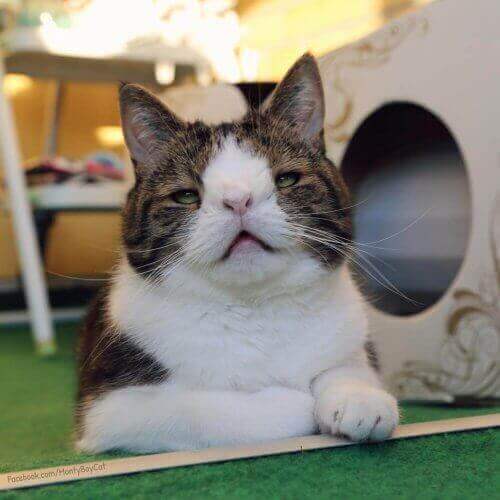 down sendromlu kedi
