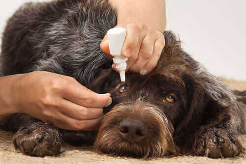 Köpeklerde Göz Enfeksiyonu: Sebepleri ve Tedavisi