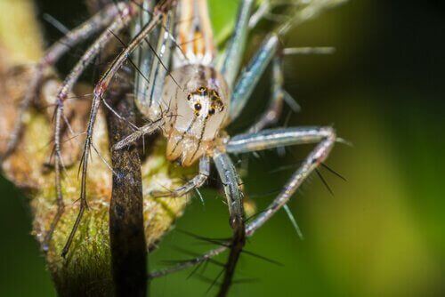 Gülen Örümcekler: Davranışları ve Yaşam Alanları