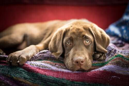 bulaşıcı hastalık kapan çocuk