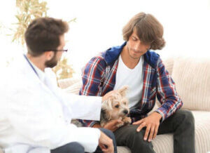 Köpeklerde Hiperparatiroidizm: Onları Nasıl Etkiler?