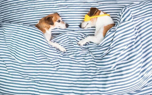 yatakta yatan köpekler