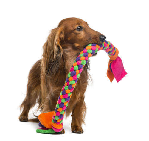 Köpek ipi taşıyor