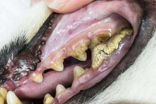 kahverengi dişli hasta köpek