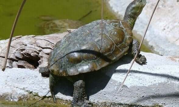 İspanya'daki kaplumbağalar