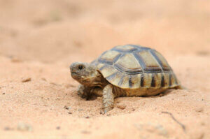 İspanya'daki Kaplumbağalar: Büyülü Dünyaları