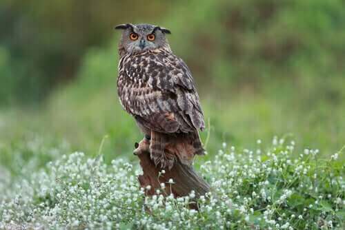 gececil yırtıcı baykuş