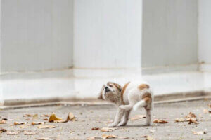 Yavru Köpeklerde Uyuz: Sebepleri ve Belirtileri