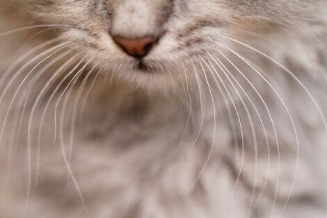 kedi bıyığı