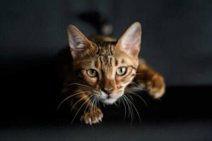 Kedilerin Ön Patilerindeki Kıllar: Carpal Vibrissae