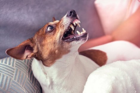 köpeklerde davranış değişiklikleri