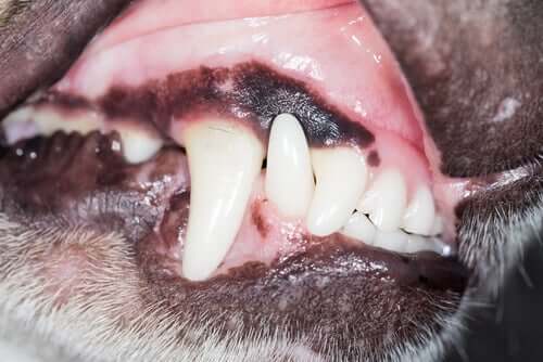 köpeğin diş eti