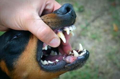köpeğin dişlerini fırçalamak