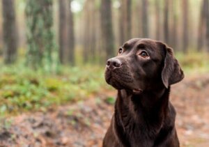 Bir Köpeğin Rengi Yaşam Beklentisini Etkileyebilir