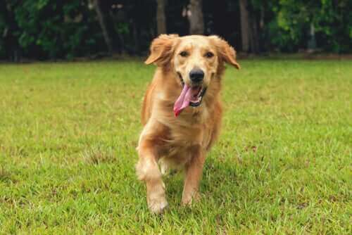 köpekler için prebiyotikler
