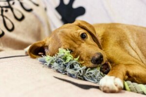 6 Adımda Köpekler için Dayanıklı Çiğneme Oyuncakları Yapın