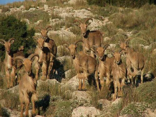 koyun sürüsü ve Berberi koyunu
